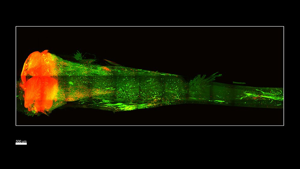 A bone rendered transparent. Stem cells are colored red.