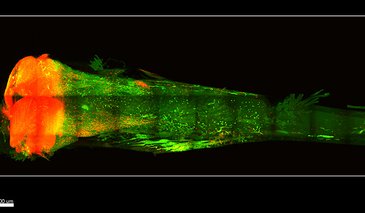 A bone rendered transparent. Stem cells are colored red.