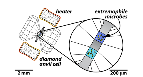 In-Situ Studies of Polyextremophiles Under Ultrahigh Pressure