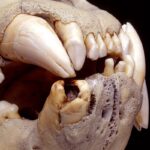 19th century lions teeth had thousands of hairs embedded in the cavities