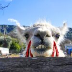 Llama with a red leash on its mouth, sticking its chin over a fence and seemingly giving a toothy grin.