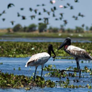 photo of two waterbirds standing in a wetland