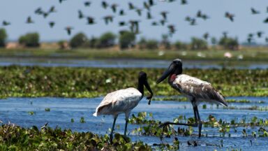 photo of two waterbirds standing in a wetland