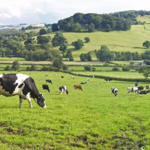 Green, rolling hills, dotted with both trees and black and white cows.