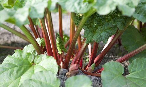 how to grow rhubarb mulching spring