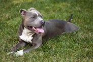 pit bull shoots owner tennessee