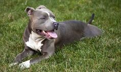 pit bull shoots owner tennessee