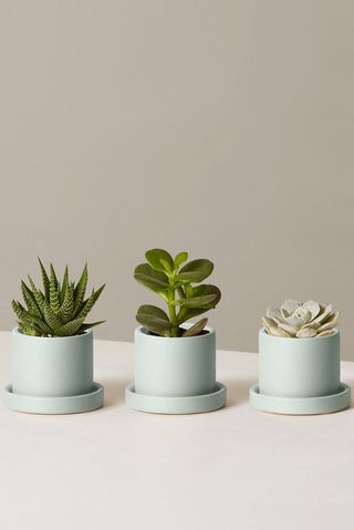 Succulent Trio