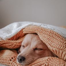 dog, weightted blankets