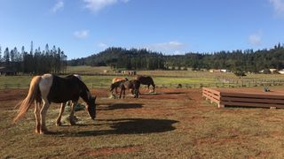 Horse, Sky, Ranch, Pasture, Natural environment, Grassland, Ecoregion, Landscape, Rural area, Grass,