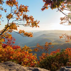 Autumn tree 