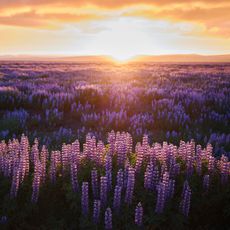 purple flowers with sunset in the background