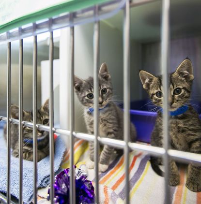 Visit An Animal Shelter