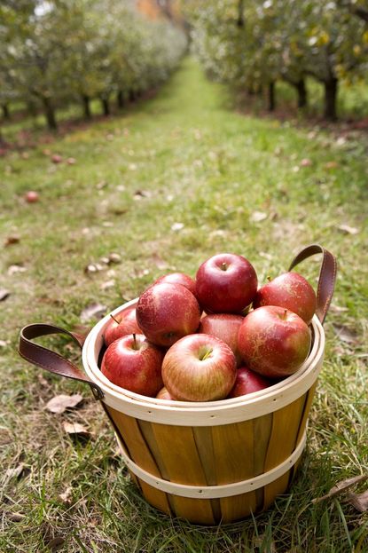 Go Apple Picking