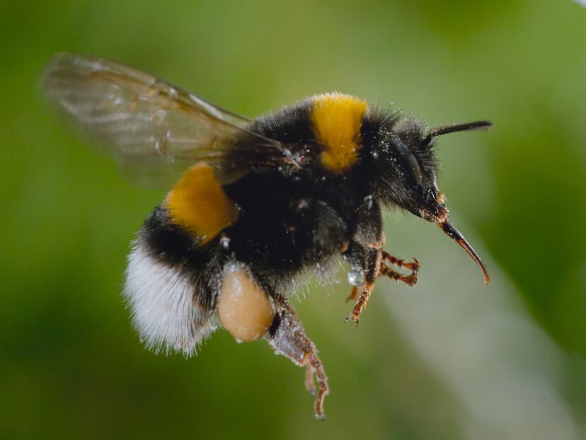 Secrets of the Bees