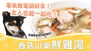 【毛爸鮮食提案】低溫特報！快與毛孩一起喝碗暖暖的雞湯吧！