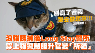 浪貓誘捕後Long Stay警所　穿上貓警制服升官變「所貓」