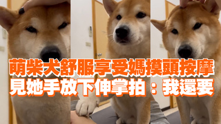 萌柴犬舒服享受媽摸頭按摩　見她手放下伸掌拍：我還要