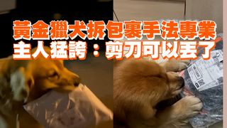 黃金獵犬拆包裹手法專業　主人猛誇：剪刀可以丟了