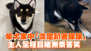 柴犬家中「淡定趴著尿尿」　主人全程目睹無奈苦笑