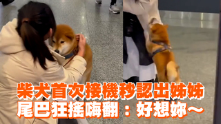 柴犬首次接機秒認出姊姊　尾巴狂搖嗨翻：好想妳～