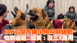 60KG獒犬被小狗勾嚇破膽　怕到迴避...嬤笑：沒三X路用