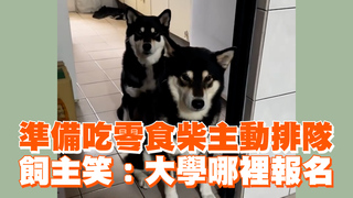 準備吃零食柴主動排隊　飼主笑：大學哪裡報名