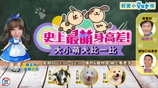 我愛小Pet孩 ep54 史上最萌身高差!大小萌犬比一比!