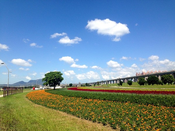 新北市三重區幸福水漾公園花海。（圖／翻攝自新北市政府農業局）