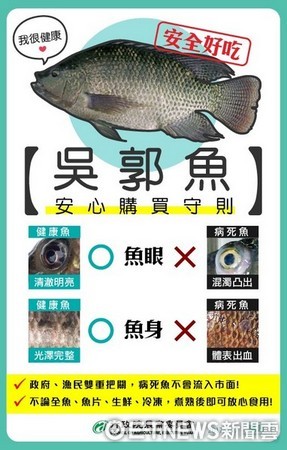 ▲桃園市爆發「吳郭魚湖泊病毒」，市府農業局相關單位，發布如何辨識健康與病毒吳郭魚。（圖／動保處提供）