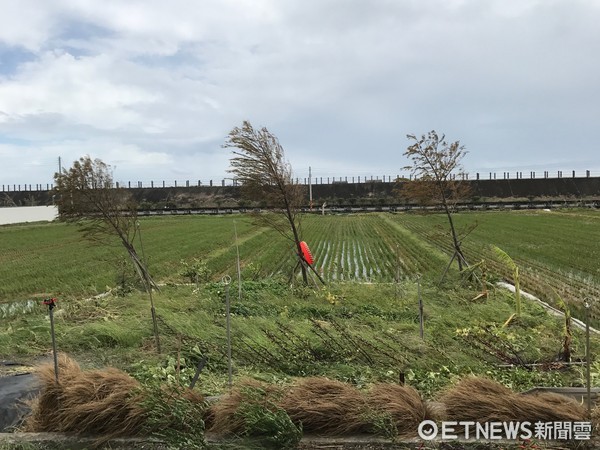 ▲▼宜蘭樹倒6000棵電桿48根攔腰斷，仍有超過萬戶停電中。（圖／記者柳名耕攝）