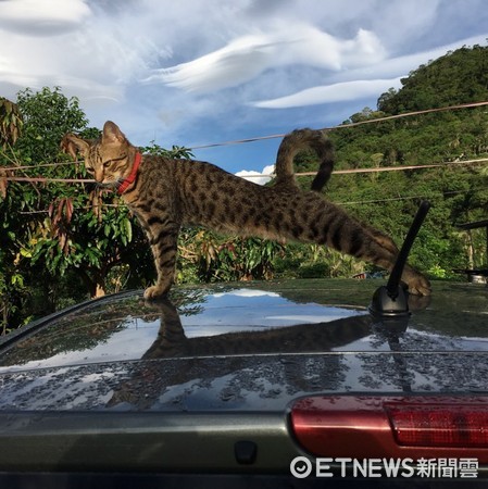 一天沒見貓奴還坐長途車...喵皇森77「D字眼」合照笑翻主人（圖／謝姓網友提供）