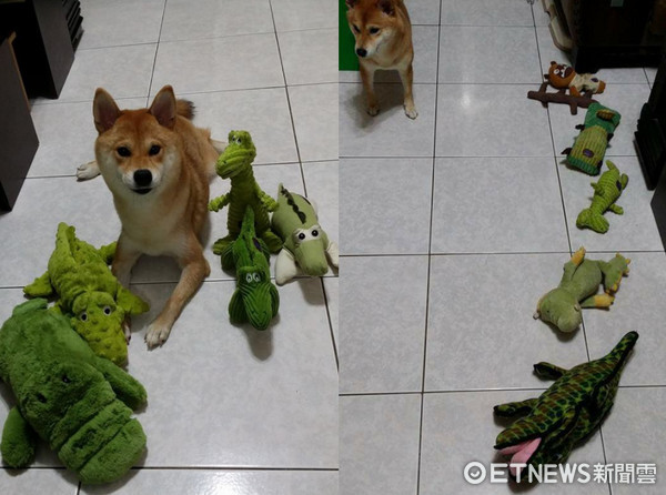 ▲鬼門開怕孤單...柴犬找後宮們陪睡　把娃娃「排成圈」。（圖／網友‎鄭淑芬授權提供）