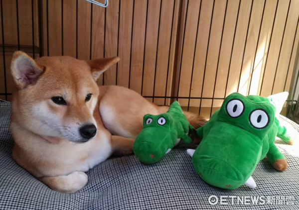 ▲鬼門開怕孤單...柴犬找後宮們陪睡　把娃娃「排成圈」。（圖／網友‎鄭淑芬授權提供）