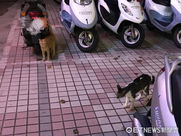 浪貓爬到警察機車上。（圖／網友邵瑜提供，請勿隨意翻拍，以免侵權。）