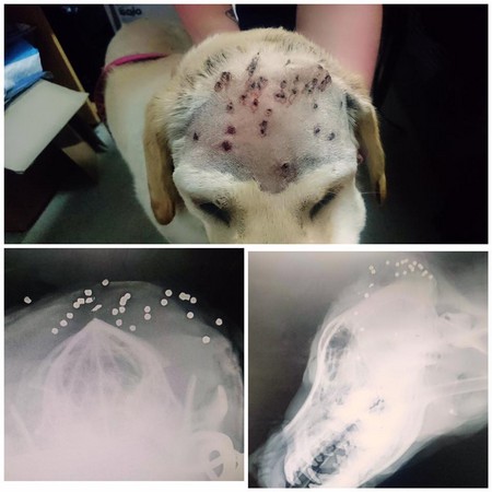 ▲▼ 澳洲一隻名叫Lola的1歲拉不拉多犬被蓄意攻擊，造成額頭、眼睛周圍有30個穿刺傷。（圖／翻攝自Facebook／dralexhynes）