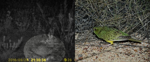 澳洲神秘夜鸚鵡消失170年，找到一片羽毛證實未絕種。（圖／翻攝自Australian Wildlife Conservancy）