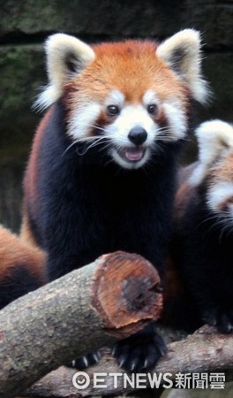 小貓熊美可的雙胞胎寶寶。（圖／台北市立動物園提供）