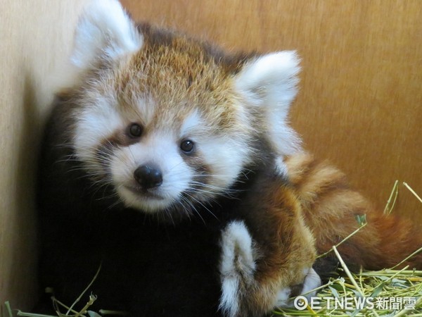 小貓熊美可的雙胞胎寶寶。（圖／台北市立動物園提供）