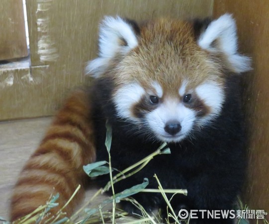 小貓熊美可的雙胞胎寶寶。（圖／台北市立動物園提供）