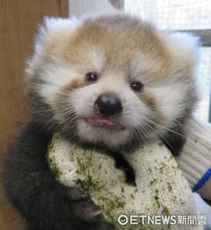 小貓熊美可的雙胞胎寶寶。（圖／台北市立動物園提供）