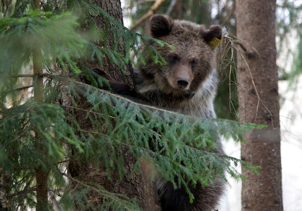 ▲由於食物來源稀少，庫頁島頻頻發生「熊入村」事件。圖為一隻隱身在林中的俄羅斯棕熊。(圖／達志影像／美聯社)