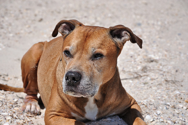 比特犬,狗,pit bulls （圖／達志／示意圖）