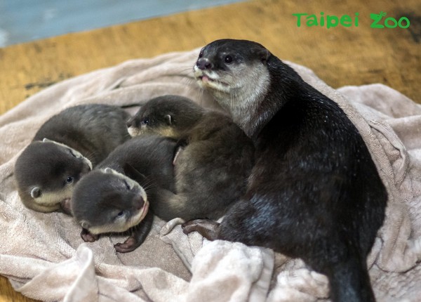 小爪水獺3年生3胎！（圖／台北市立動物園提供）