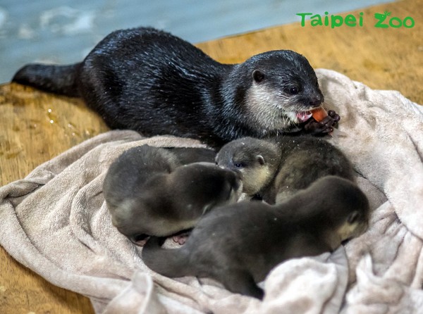 小爪水獺3年生3胎！（圖／台北市立動物園提供）