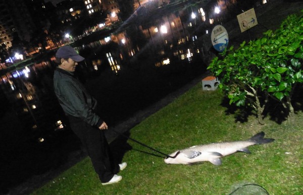 ▲▼碧湖公園釣到超大魚烏鰡。（圖／網友雷根提供）