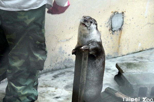 歐亞水獺。（圖／翻攝自Taipei Zoo 臺北市立動物園粉絲專頁）