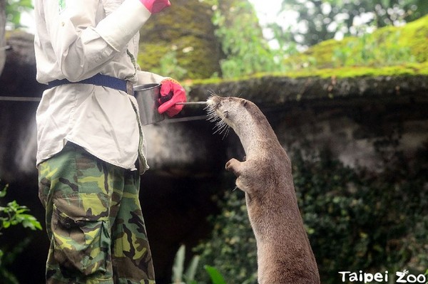 歐亞水獺。（圖／翻攝自Taipei Zoo 臺北市立動物園粉絲專頁）