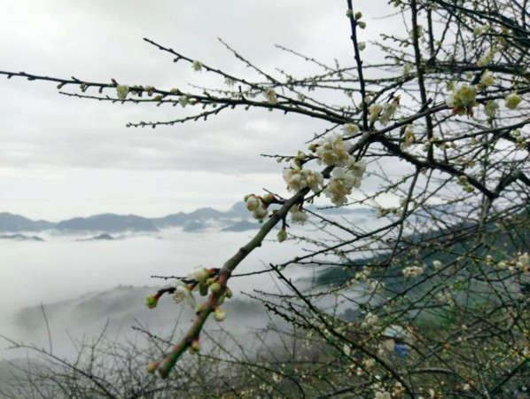 ▲梅嶺休閒農業區。（圖／翻攝自《臺南梅嶺休閒農業區》臉書專頁。）