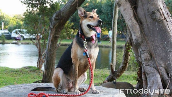 汪挨罵裝發抖，見媽靠近飛撲撒嬌。（圖／翻攝自波妞趴趴走粉絲專頁）